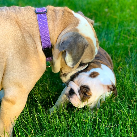 Augustus Fudge - Picture 3 of 3